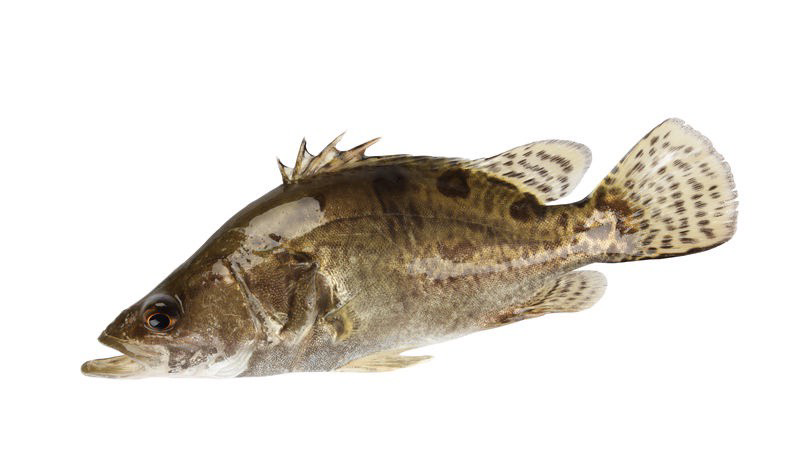 Siniperca chuatsi